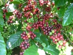 Cây cà phê Catimor